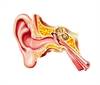 Identifying Early Triggers, Symptoms of Vestibular Migraine Identifying Early Triggers, Symptoms of Vestibular Migraine
