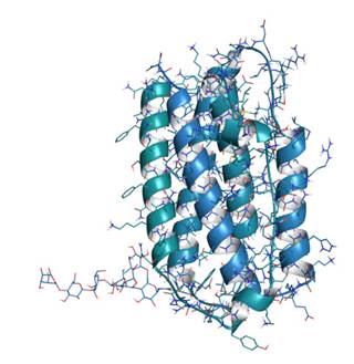 Interferon-beta molecule Interferon-beta molecule