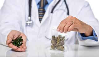 Cannabis Appears Safe for Treatment of Chronic Pain Cannabis Appears Safe for Treatment of Chronic Pain