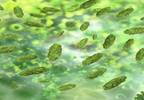Altering Gut Microbiome May Help Improve Autism Symptoms Altering Gut Microbiome May Help Improve Autism Symptoms