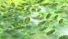 Parkinson Disease and the Gut: Treatment Potential Abounds Parkinson Disease and the Gut: Treatment Potential Abounds