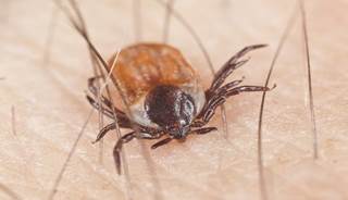 Lyme disease Lyme disease
