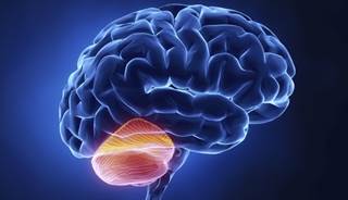 Cerebellum Cerebellum