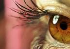 Remote Eye Tracking Could Effectively Measure Autism Risk Remote Eye Tracking Could Effectively Measure Autism Risk