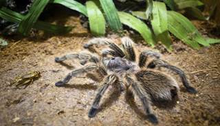 Spider Spider