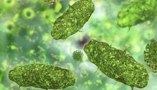 Bacteria Bacteria