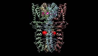 VIDEO: Mapping TRPA1 for Future Pain Treatments VIDEO: Mapping TRPA1 for Future Pain Treatments