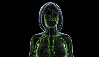 Lymphatic Vessels Connecting Brain, Immune System Discovered Lymphatic Vessels Connecting Brain, Immune System Discovered