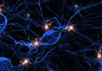 Molecular Abnormalities in the Hippocampus in Schizophrenia Molecular Abnormalities in the Hippocampus in Schizophrenia