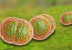 Antineoplastic Agents May Obscure Fungal Meningitis Antineoplastic Agents May Obscure Fungal Meningitis