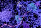 Targeted Drug May Slow Huntington's Disease Progression Targeted Drug May Slow Huntington's Disease Progression