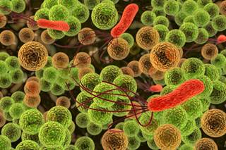 Gut Bacteria and Its Emerging Role in Multiple Sclerosis Gut Bacteria and Its Emerging Role in Multiple Sclerosis