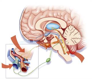 Cognitive difficulties during migraine may contribute to the high rates of burden in occupational and household functioning. Cognitive difficulties during migraine may contribute to the high rates of burden in occupational and household functioning.