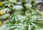 Cannabis Use High in Migraine Cannabis Use High in Migraine