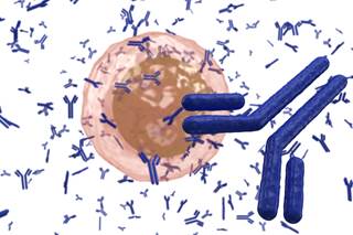 The presence of serum autoantibodies in subsets of patients with epilepsy of unknown etiology suggests that autoimmunity may be involved. The presence of serum autoantibodies in subsets of patients with epilepsy of unknown etiology suggests that autoimmunity may be involved.