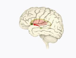 Acute migraine attacks are associated with a reduction in dopamine release. Acute migraine attacks are associated with a reduction in dopamine release.