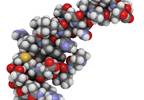 Evaluating Orexin Antagonist for Diabetic Neuropathy Tx Evaluating Orexin Antagonist for Diabetic Neuropathy Tx