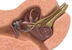 Vestibular Rehabilitation Effective Treatment for Vestibular Migraine Vestibular Rehabilitation Effective Treatment for Vestibular Migraine
