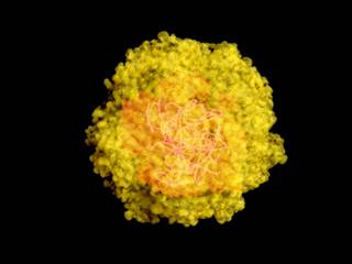 A single serine to glutamin substitution (S139N) in the viral polyprotein substantially increased Zika virus infectivity. A single serine to glutamin substitution (S139N) in the viral polyprotein substantially increased Zika virus infectivity.