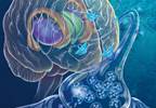 Understanding Impulse Control Disorders in Parkinson Disease: Developments and Treatments Understanding Impulse Control Disorders in Parkinson Disease: Developments and Treatments