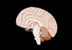 Hormone Therapy May Impact Brain Structure, Cognition Hormone Therapy May Impact Brain Structure, Cognition