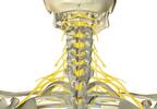 Spastic Arm Paralysis Improved With C7 Nerve Transfer Spastic Arm Paralysis Improved With C7 Nerve Transfer