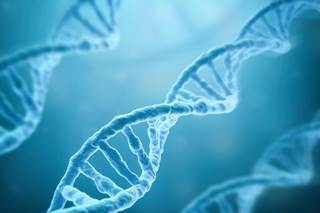 The APOE ε4 allele is currently the strongest genetic predictor for the development of Alzheimer disease. The APOE ε4 allele is currently the strongest genetic predictor for the development of Alzheimer disease.