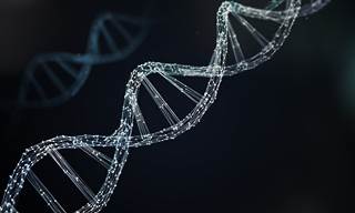 A selection of 53 candidate SNPs were examined and were chosen for prior correlation with asthma. A selection of 53 candidate SNPs were examined and were chosen for prior correlation with asthma.