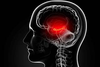 Older individuals had less angiogenesis and neuroplasticity, and also had a smaller quiescent progenitor pool in the anterior-mid DG. Older individuals had less angiogenesis and neuroplasticity, and also had a smaller quiescent progenitor pool in the anterior-mid DG.
