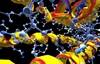 Genetic Risk Score Better Than APOE Alone for Assessing Risk for Alzheimer's Dementia Genetic Risk Score Better Than APOE Alone for Assessing Risk for Alzheimer's Dementia