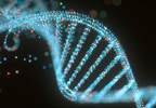 MAPT H1 Haplotype Implicated in ALS Risk, With Genetic Overlap Between ALS and FTD MAPT H1 Haplotype Implicated in ALS Risk, With Genetic Overlap Between ALS and FTD