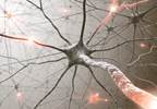 The Role of Neurogenic Inflammation in Fibromyalgia Pathophysiology The Role of Neurogenic Inflammation in Fibromyalgia Pathophysiology