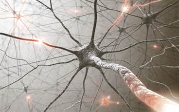 The Role of Neurogenic Inflammation in Fibromyalgia Pathophysiology The Role of Neurogenic Inflammation in Fibromyalgia Pathophysiology