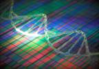 Age, Sex, APOE Genotype Identify Alzheimer's, Dementia Risk Age, Sex, APOE Genotype Identify Alzheimer's, Dementia Risk