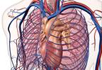 Left Atrial Enlargement Linked to Vascular Brain Injury Left Atrial Enlargement Linked to Vascular Brain Injury