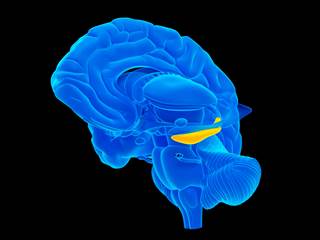 The mean duration of dementia was longer among individuals with hippocampal sclerosis vs those without. The mean duration of dementia was longer among individuals with hippocampal sclerosis vs those without.